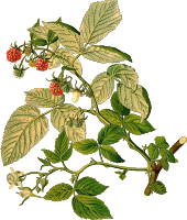 Raspberry (detailed)