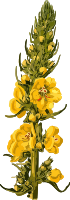 Orange mullein (low resolution)