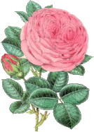 Vintage Rose Illustration 2