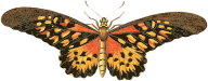 Vintage Butterfly Illustration
