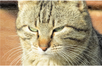 Sun Drenched Furry Ball Of Goodness