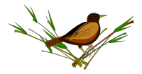 Sparrow