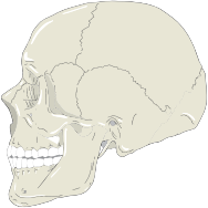 Realistic Human Skull Profile View