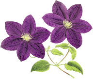 Purple Flowers