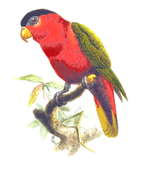 Purple-bellied lory