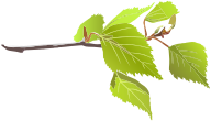 Branch And Green Leaves