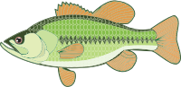 Bass Illustration