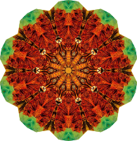 Chelonia 3