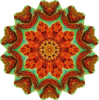 Chelonia 4
