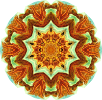 Chelonia 8