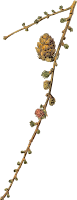 European larch (detailed)