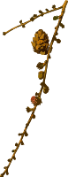 European larch (low resolution)
