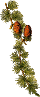 European larch 2 (detailed)