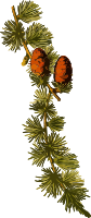 European larch 2 (low resolution)