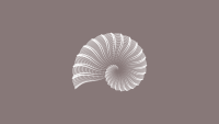 arrows ammonite