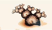 snail shell fractal