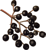 Elderberries