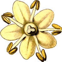 Elderflower