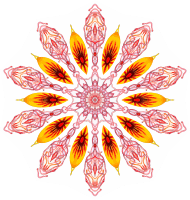 Discomedusae 2