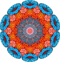 Discomedusae 4