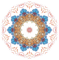 Discomedusae 17