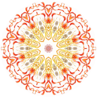 Discomedusae 18