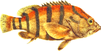Black-banded seaperch