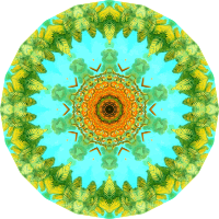Filicinae 11