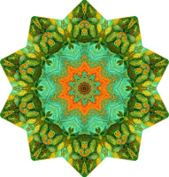 Filicinae 13