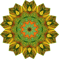 Filicinae 14
