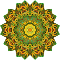 Filicinae 18
