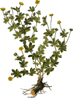Tormentil (low resolution)