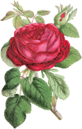 Vintage Rose Illustration