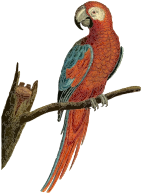 Vintage Deep Red Parrot Illustration