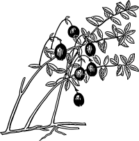 Cranberry