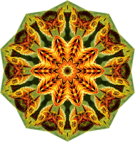 Lacertilia 1