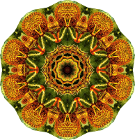 Lacertilia 5