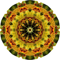 Lacertilia 3