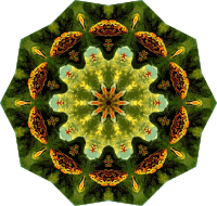 Lacertilia 7