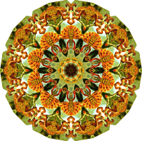 Lacertilia 6