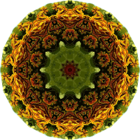 Lacertilia 8