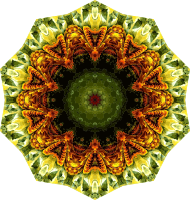 Lacertilia 9
