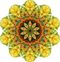 Lacertilia 10