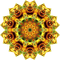 Lacertilia 11