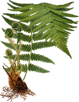Male fern 2 (detailed)