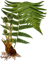 Male fern 2 (low resolution)