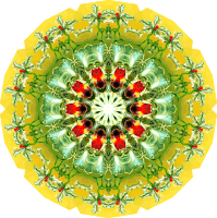 Orchidae 3