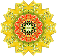 Orchidae 7