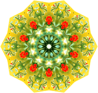 Orchidae 4