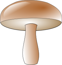 champignon